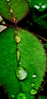 This live wallpaper showcases a stunning macro photograph of a leaf covered in water droplets