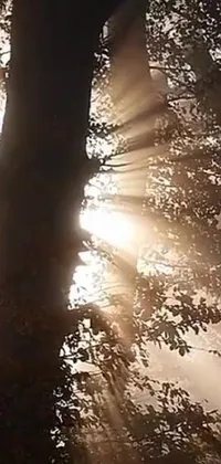 This stunning phone live wallpaper features a beautiful tree illuminated by the warm sun rays, casting shadows over the landscape below