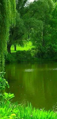 This phone live wallpaper depicts serene water surrounded by lush green trees and grass