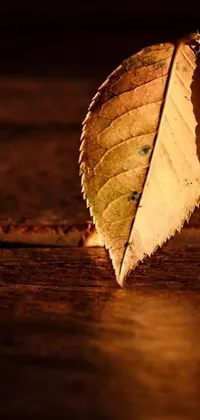 Transform your phone screen with this amazing live wallpaper featuring a captivating close-up of a leaf resting on a wooden table