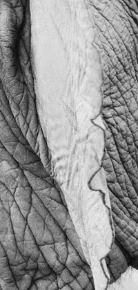 This live wallpaper for your phone features a captivating black and white photograph of an elephant's intricately detailed trunk