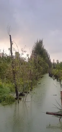 This phone live wallpaper displays a swamp and forest scenery featuring rippling water, swaying vines, hurufiyya, and a railing along a canal