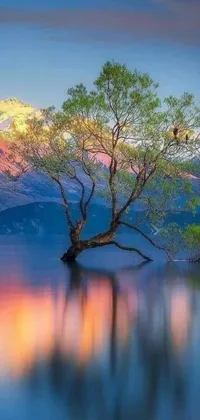 Water Plant Tree Live Wallpaper