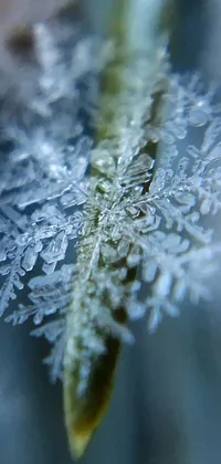 This stunning live wallpaper features a close-up view of a snow-covered plant, captured using high-definition macro photography in 8k resolution