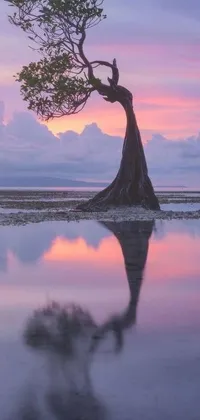 This live wallpaper portrays a stunning sunset with a tree standing in calm, mirror-like waters
