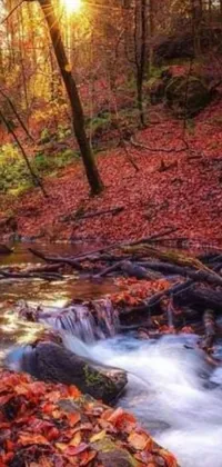 Enjoy a mesmerizing live wallpaper of a forest with flowing stream and multicolored leaves