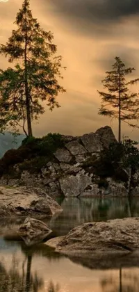 This live wallpaper for your phone features a serene nature scene with a tree perched on a large rock next to a body of water in the forest