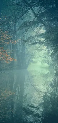 This phone live wallpaper features beautiful natural scenes, including a misty water and tree-lined forests, an elven forest, a moonlit forest, an ancient forest, and trees bending over a river on a sunny day