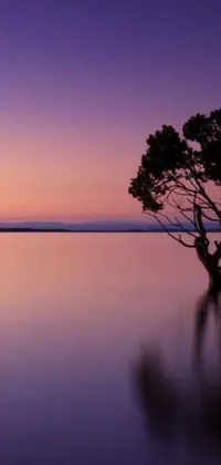 Add a touch of relaxation and serenity to your phone screen with this amazing live wallpaper featuring a magnificent lonely tree standing tall in the middle of a serene lake set amidst the beautiful landscape Golden Bay in New Zealand