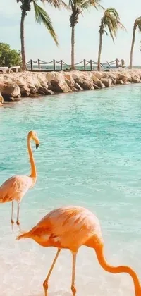 Enjoy a breathtaking live wallpaper on your phone featuring two flamingos standing on a sandy beach in the Caribbean
