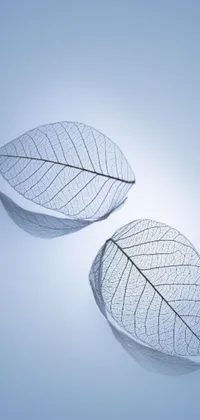 Transform your phone screen with this striking live wallpaper featuring a mesmerizing macro photograph of two leaves resting on a bold blue surface