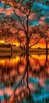 This phone live wallpaper showcases a serene group of trees standing amidst water in Sydney Park