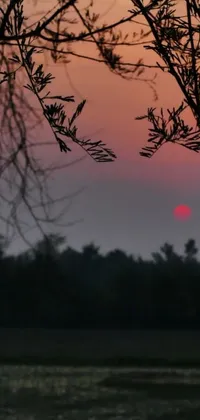 This stunning live wallpaper features the image of a sunset captured through the branches of a tree