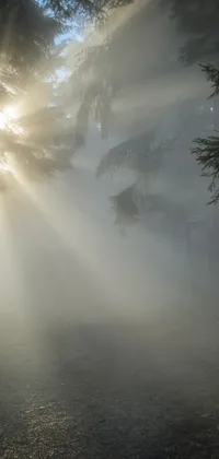 This live wallpaper features a breathtaking scene of nature with godly light shining through trees draped in a gentle fog, creating an otherworldly and mysterious effect