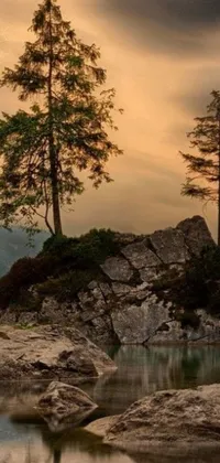 This phone live wallpaper showcases a stunning forest scene, complete with a tree on a rock near a body of water