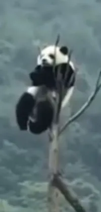 Looking for a charming and cute phone background? Check out our live wallpaper featuring an adorable panda sitting on a tree branch against a gorgeous blue sky