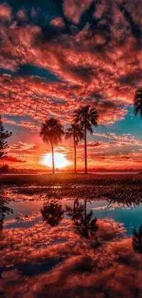 This live phone wallpaper features a stunning sunset reflecting in a realistic puddle of water, with palm trees and a beach in the background