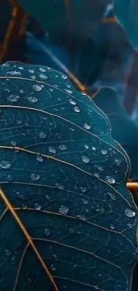This phone wallpaper showcases a close-up of a leaf with water droplets on it
