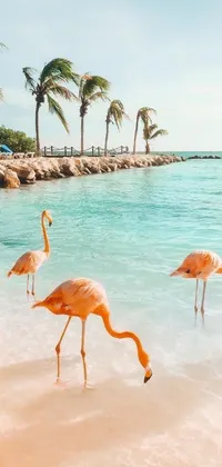This phone live wallpaper depicts a stunning image of a flock of flamingos set against a backdrop of a Caribbean beach