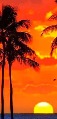 This live wallpaper features palm trees sitting on a lush green field with a blinding red orange sky as its backdrop