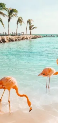 Get your phone screen ready for the summer with this stunning live wallpaper! Designed for your phone, this wallpaper features an eye-catching photograph of a group of flamingos standing on a Caribbean beach next to the turquoise ocean