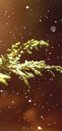 This stunning phone live wallpaper features a snow-covered tree branch rendered in cinema 4 d with a bokeh glow and cypress trees in the background