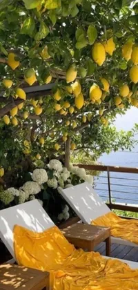 This captivating live wallpaper features two lounge chairs by a lemon tree on a deck overlooking the picturesque Capri coast