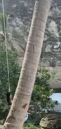 Looking for a stunning phone live wallpaper that captures the thrill of adventure sports? Check out this unique image featuring a person on a rope suspended above a serene body of water with a beautiful palm tree swaying in the background