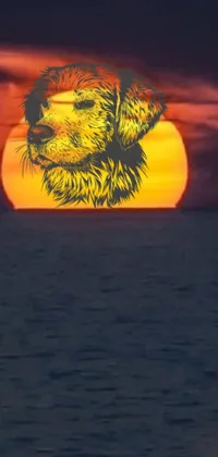 Enhance your phone's appearance with a stunning live wallpaper featuring a beautiful golden retriever dog against a breathtaking sunset backdrop