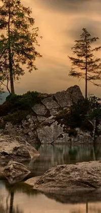 This mesmerizing phone live wallpaper depicts a matured tree on a rock by a serene body of water