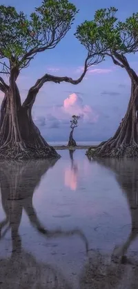 This phone live wallpaper depicts a magnificent view of a pair of mangrove trees standing in the water at early evening