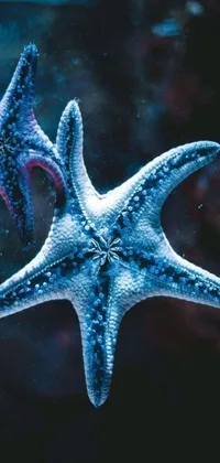This phone live wallpaper showcases a close-up microscopic photo of two pentagram-shaped starfishs floating in deep blue water
