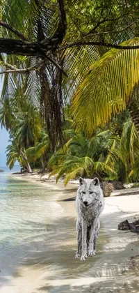 beach wolf Live Wallpaper