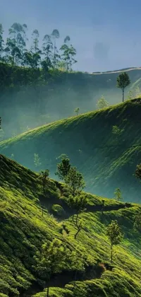 This phone live wallpaper features a serene, dreamy matte painting of trees on a lush hillside in Sumatra