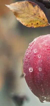 Looking for a stunning live wallpaper for your phone? Check out this incredible image featuring a bright red apple hanging from a branch on a tree