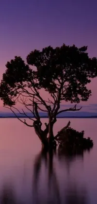 Introducing a beautiful phone live wallpaper featuring a single tree in the midst of calm waters