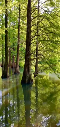 This mesmerizing phone live wallpaper showcases a group of cypress trees immersed in water amidst a verdant forest