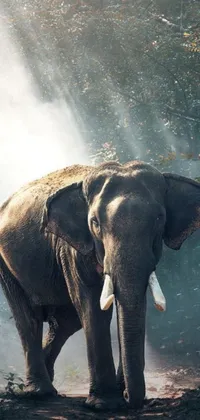 This live wallpaper features a stunning image of an elephant standing in the dirt in a sumatraism style