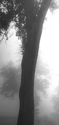 This black and white phone live wallpaper captures a mystical tree standing tall in the fog