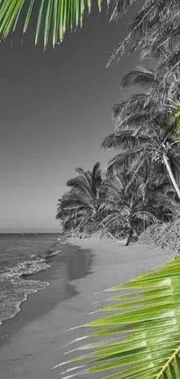 Get mesmerized by this beautiful phone live wallpaper showcasing a black and white pictorial of a serene beach adorned with palm trees