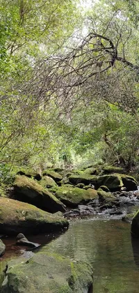 This stunning phone live wallpaper showcases a lush green forest landscape with a gentle stream flowing through it