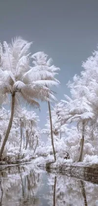 This phone live wallpaper brings a slice of tropical paradise to your device with its stunning image of a palm tree-lined body of water