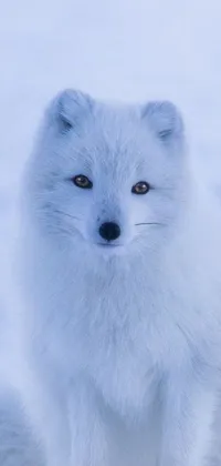 This white animal live wallpaper reveals a stunning close-up of an ethereal fox in the snow, with coat a brilliant pure white and highlights of ethereal purple