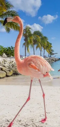 This phone live wallpaper is the epitome of serene beach views with a flamingo walking gracefully on the sandy beach