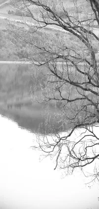 Looking for a serene and elegant live wallpaper for your phone? Look no further than this black and white photo of a tree by a lake