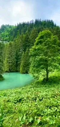 This phone live wallpaper showcases a serene lake amidst a lush green forest