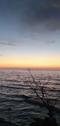 This phone live wallpaper features a serene beach with a tall tree overlooking the ocean