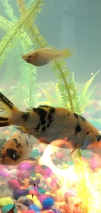 Water Plant Underwater Live Wallpaper