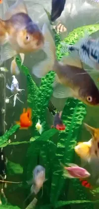 Looking for a phone live wallpaper that showcases a stunning fish tank filled with various breeds of multi-colored fish, an ideal choice for nature lovers