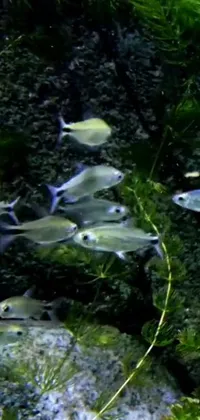 This phone live wallpaper displays a group of fish in an aquarium, swimming in full view of the viewer